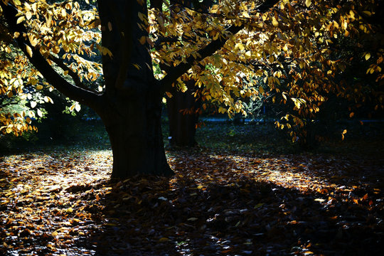 Unterholz einer Orient-Buche im Herbst / Von schwachem Sonnenlicht beleuchtetes Unterholz einer Buche mit einem Blätterteppich gelber Blätter im Herbst.