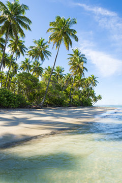 Palm trees cast shadows on rustic remote tropical Brazilian island beach in Bahia, Nordeste Brazil