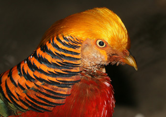 Close-up of the head of a male Chinese or Golden Pheasant (Chrysolophus pictus)