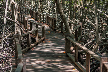 Mangrove Forest