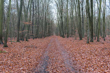 Waldweg im Herbst im Tiergarten Königs Wusterhausen