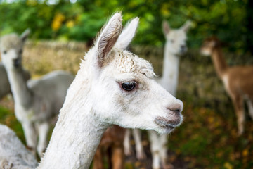 Lamas in a Rural Scene