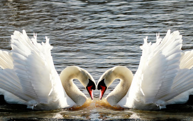 Swan mirror forming a heart shape. Swans Heart. heart of two swans in Stratford-upon-Avon