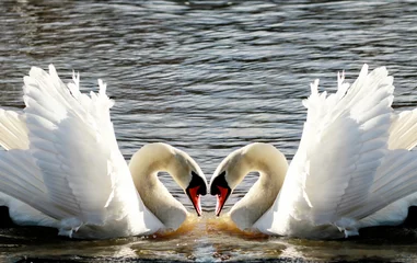 Wall murals Swan Swan mirror forming a heart shape. Swans Heart. heart of two swans in Stratford-upon-Avon