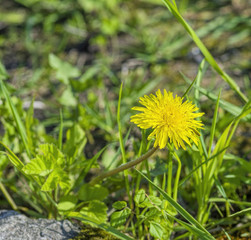 large yellow dandelion