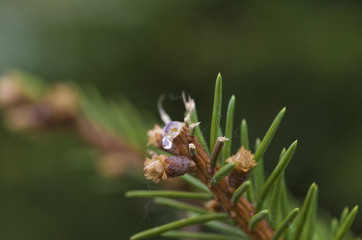 Pine resin transparent