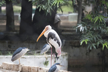 Painted stork