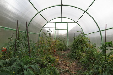 Interior of a handmade polycarbonate greenhouse with tomato plants
