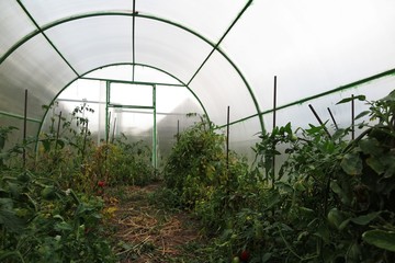 Interior of a handmade polycarbonate greenhouse with tomato plan