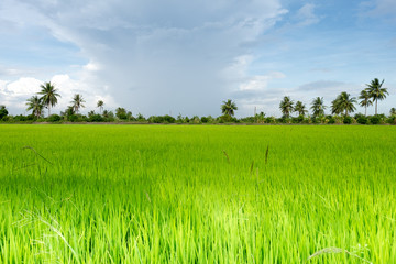 Fototapeta premium Green rice farm in Thailand 