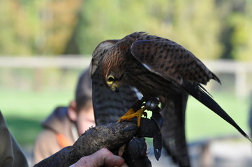 Greifvogel / Predatory Bird