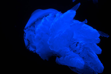 Macro jellyfish in blue illumination © Anastasiia