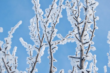 Winter tree branches at blue sky background