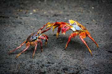 Crabs Battle