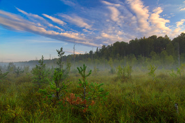Landscape bog. Dwarf pines. Dawn. Fog.
