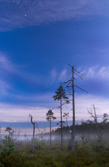 Obraz premium Landscape bog. Pines. Early morning. Fog. Moon