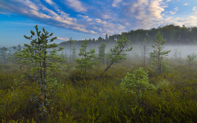 Landscape bog. Dwarf pines. Dawn. Fog.