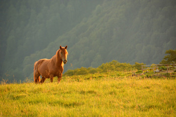 wild horses in the mountains