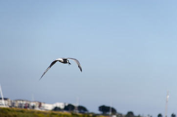 Möve im Flug / Seagull in flight