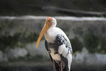 Painted Stork