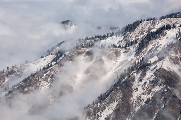 Fototapeta na wymiar Misty winter forest on the mountain slope in the fog