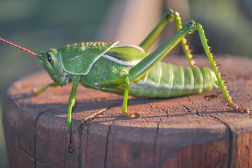 green grasshopper sitting on a wood