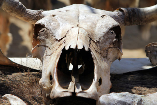 Cow skull at fair of artisans