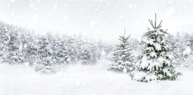 Tannenbäume bei Schnee am Waldrand, helle Szene im Panorama Format für Weihnachten und Winter