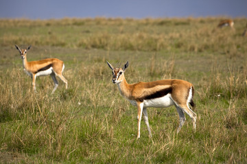 Naklejka na ściany i meble Two Thompson's gazelles look up from grazing and stare at viewer on the plains of East Africa