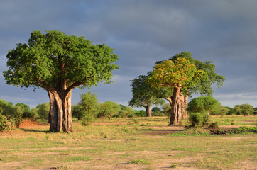 baobab dans la savane
