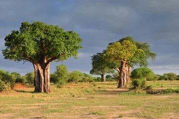 Foto op Canvas baobab in de savanne © Image'in