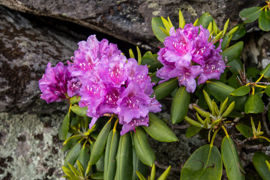 Rhododendron Bloom in front of rock