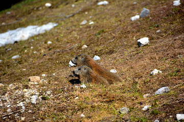 Murmeltieren auf einer Alm in den Alpen