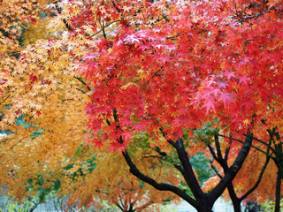 Obraz na płótnie Canvas Colorful Autumn Leaves in Korea