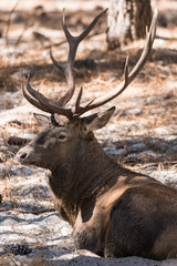 Bull Elk
