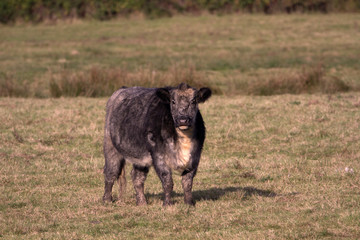 A bull on the meadow. Devon, England