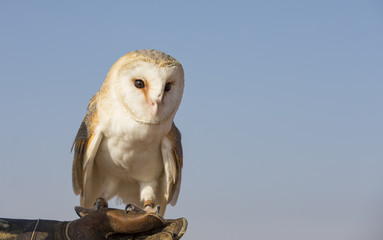 Barn owl in a desert near Dubai