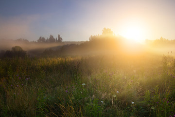 Sunrise. Meadow and fog. Grass in dew
