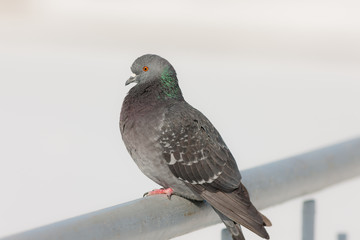 portrait of pigeon