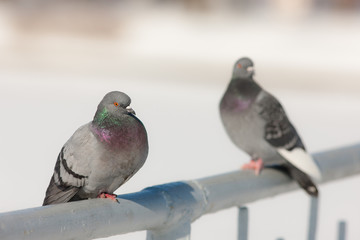 two pigeon in winter