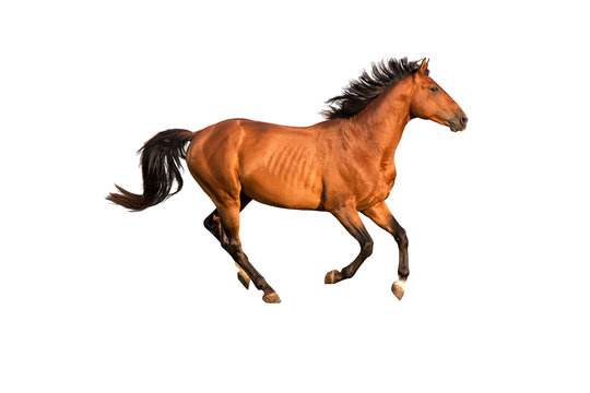 Purebred red running horse isolated on white background.