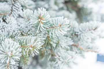 Hard rime on long pine needles closeup. © zinaidasopina112