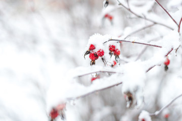 Snow covered red rosehip surviving winter