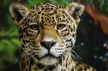 Selbstklebende Fototapete Panther Verspottung des Jaguar 3