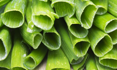 Fototapeta premium green onion