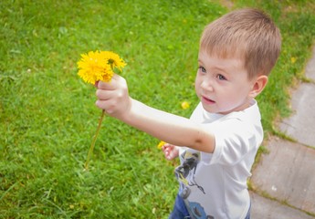Little Caucasian 3 year old boy handing yellow dandelion flowers to somebody.