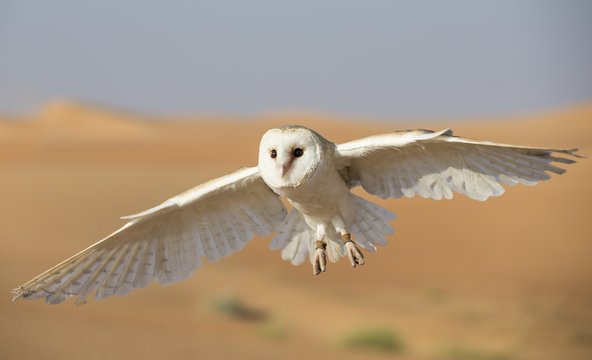 Barn owl in a desert near Dubai