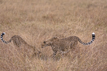 cheetahs