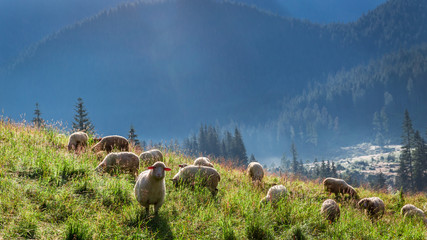 Obraz premium Wonderful flock of sheep grazing at dawn, Tatra Mountains