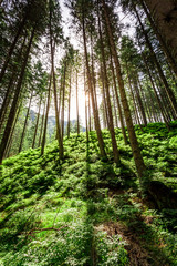 Light in the forest at sunrise, Tatras Mountains
